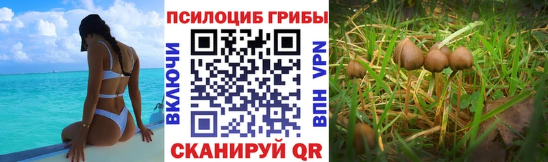Псилоцибиновые грибы мухоморы  купить закладку  Советск 